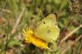 Colias hyale